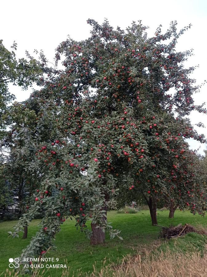 Roze I Jablonie Agroturystyka Gryfów Śląski Exterior foto
