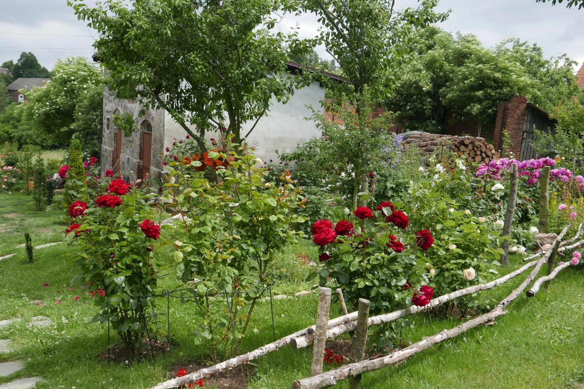 Roze I Jablonie Agroturystyka Gryfów Śląski Exterior foto